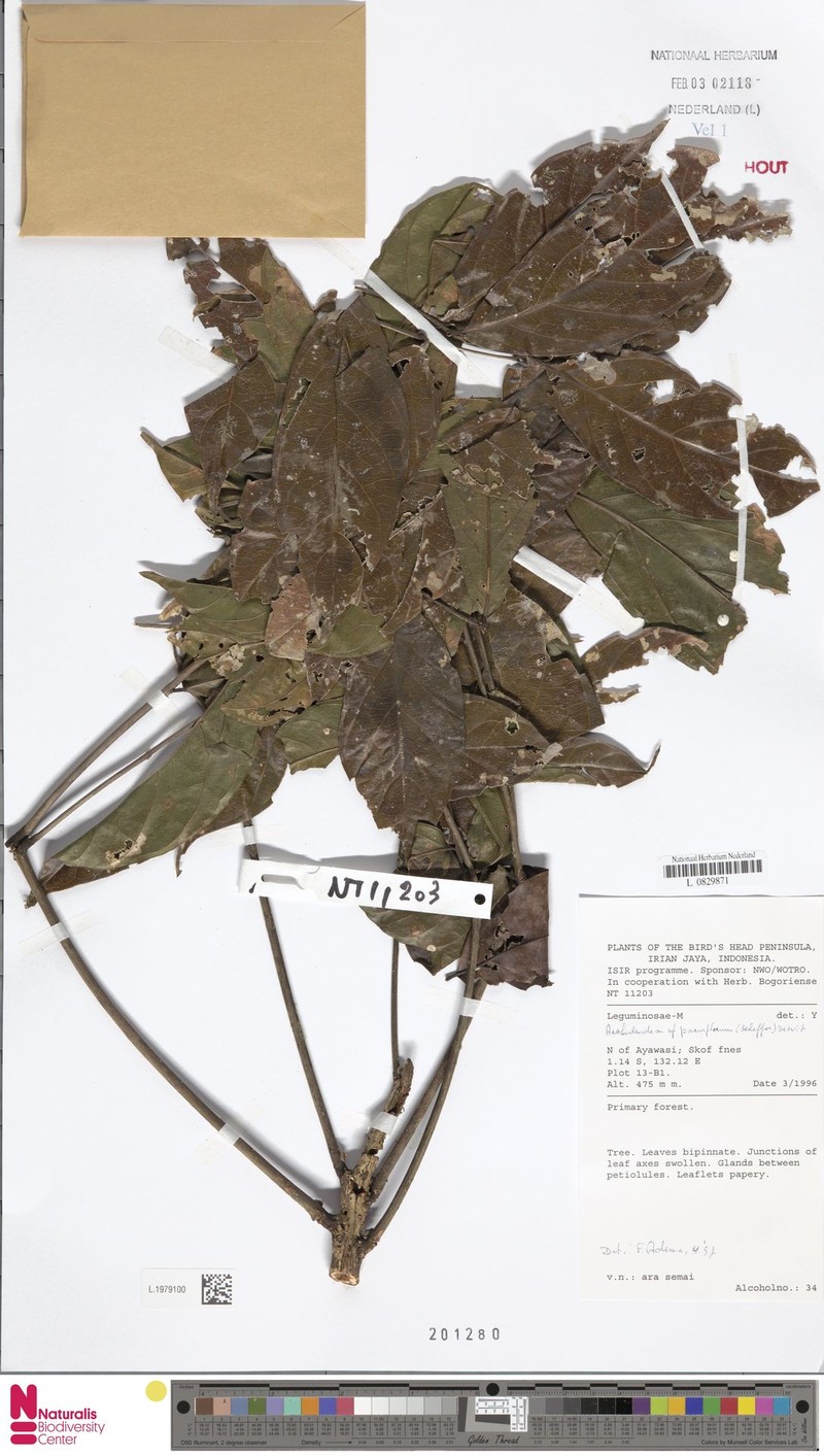 Archidendron parviflorum photo 3