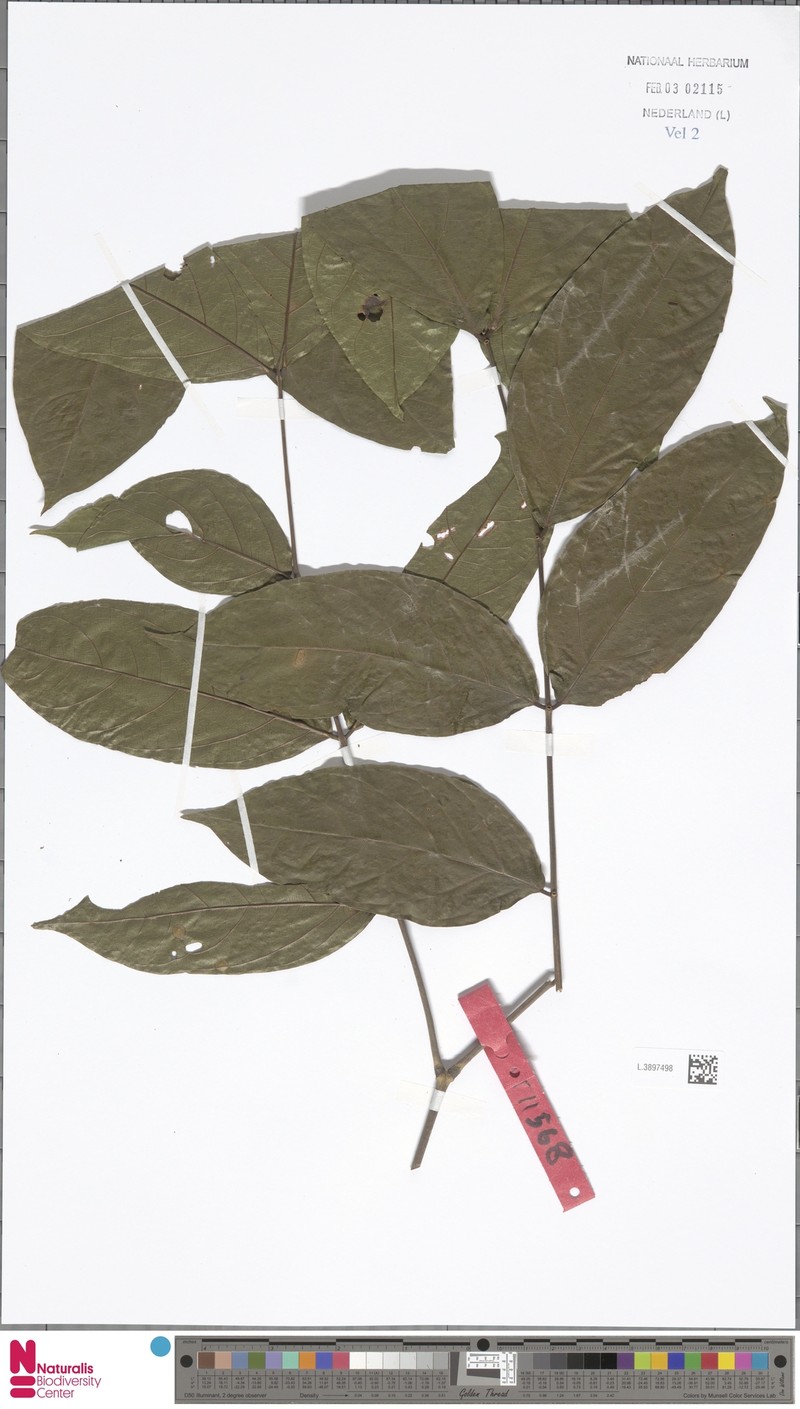 Archidendron parviflorum photo 4