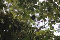 Archidendron pauciflorum