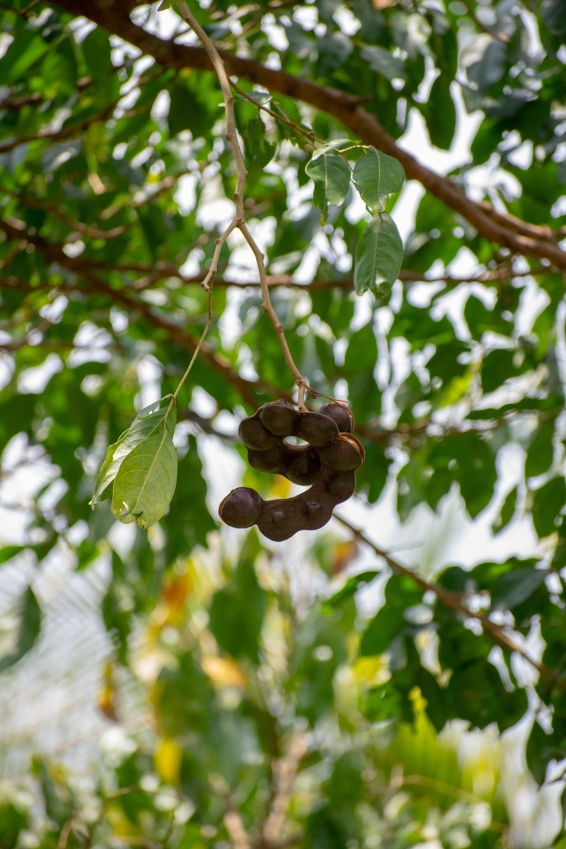 Archidendron pauciflorum photo 4