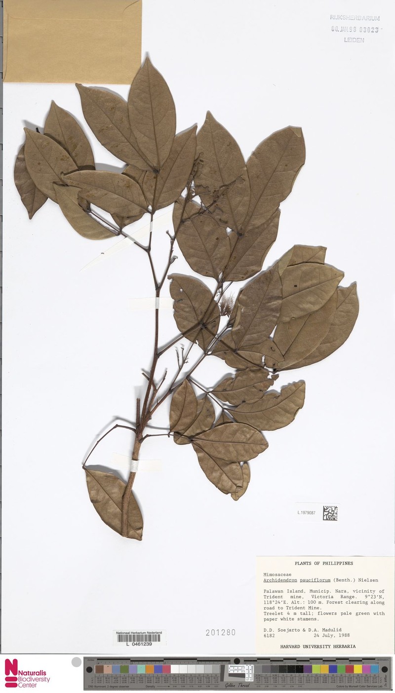 Archidendron pauciflorum photo 5