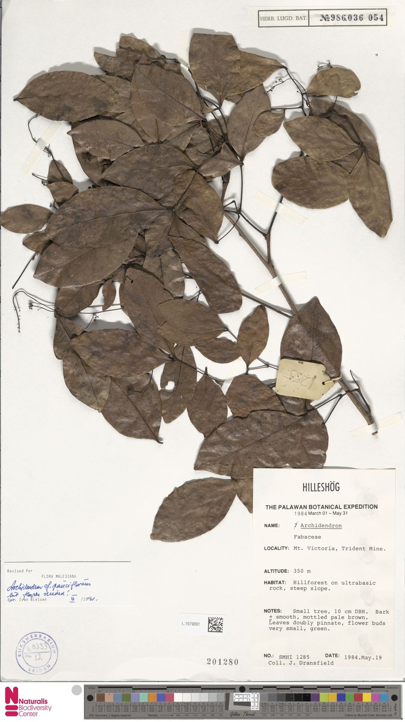 Archidendron pauciflorum photo 6