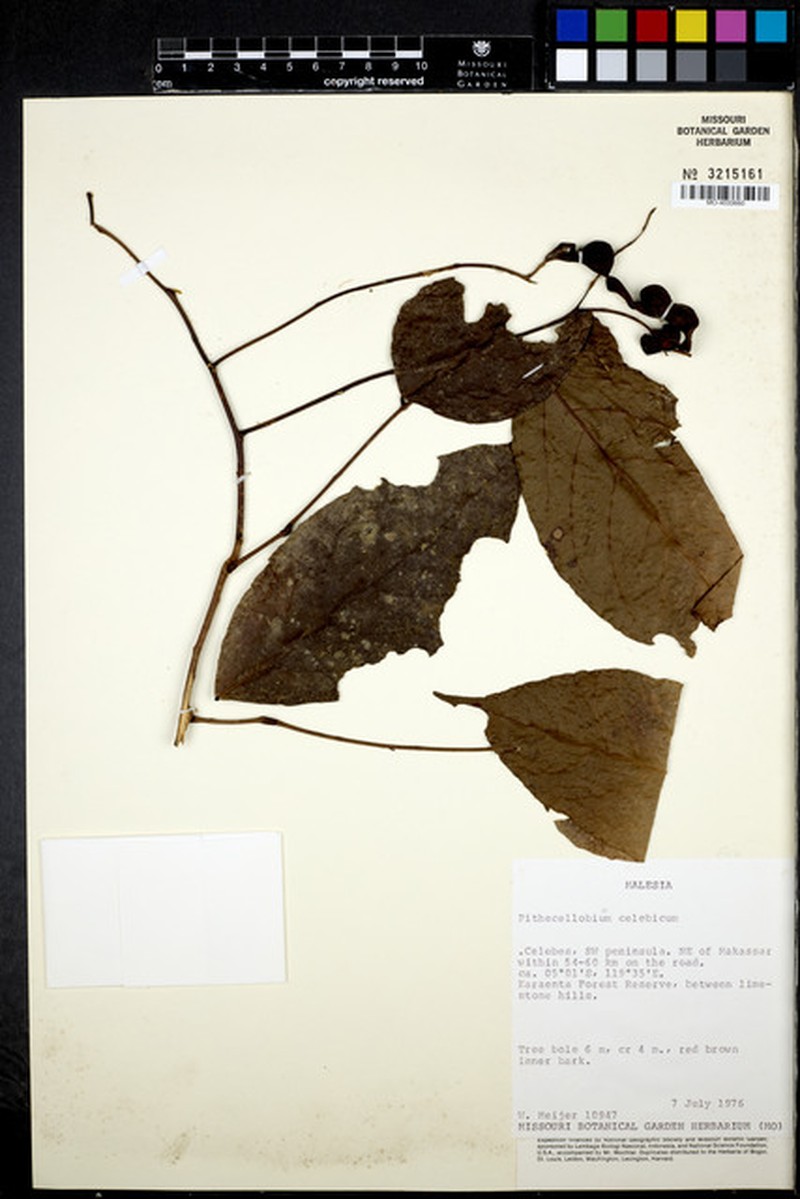 Archidendron pauciflorum var. pauciflorum