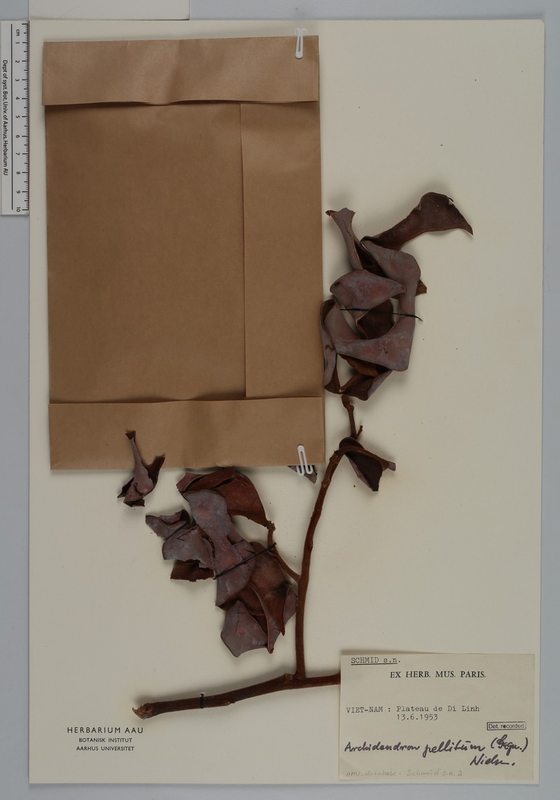 Archidendron pellitum