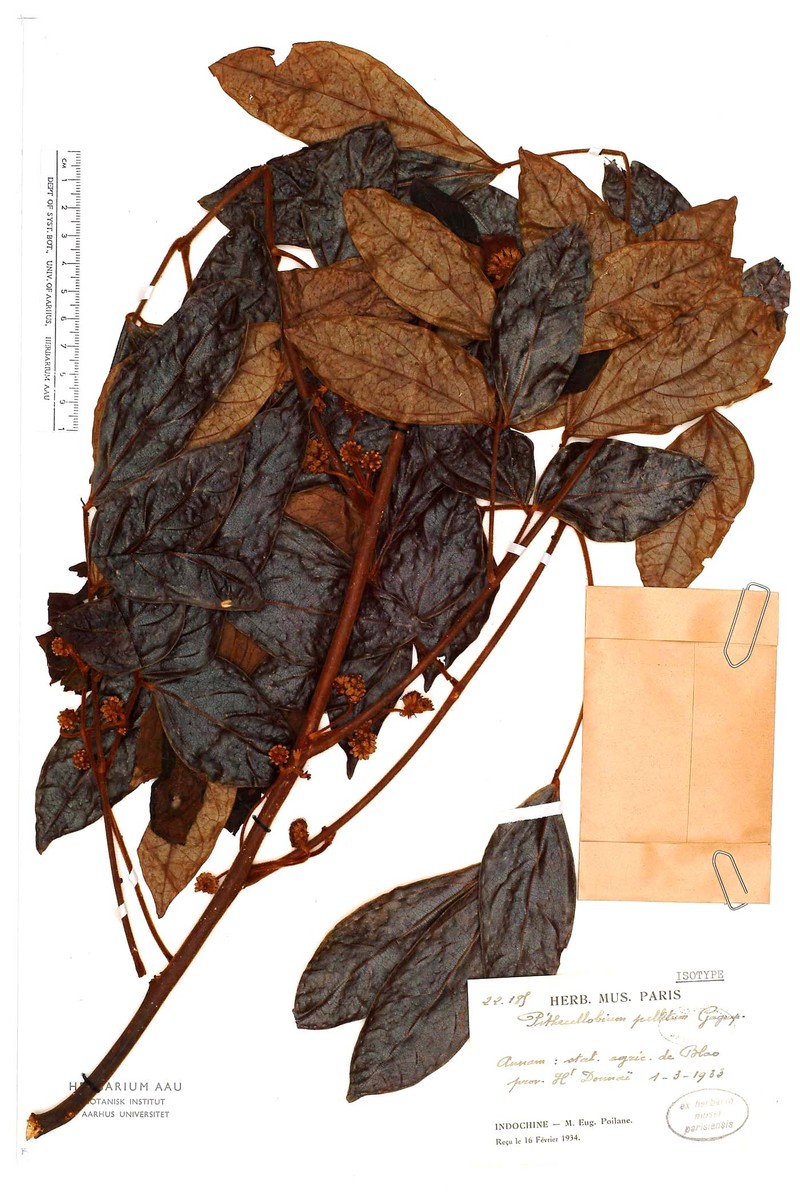 Archidendron pellitum photo 2