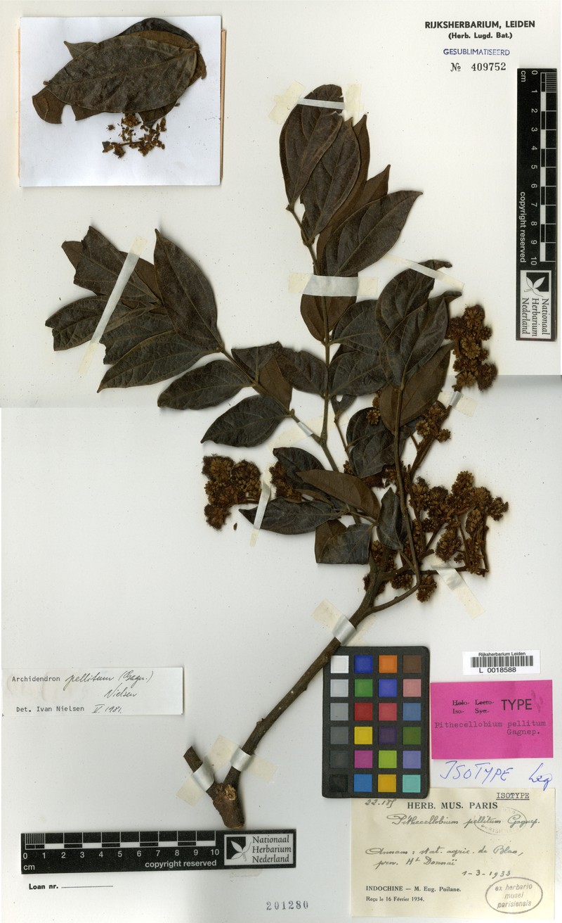 Archidendron pellitum photo 3