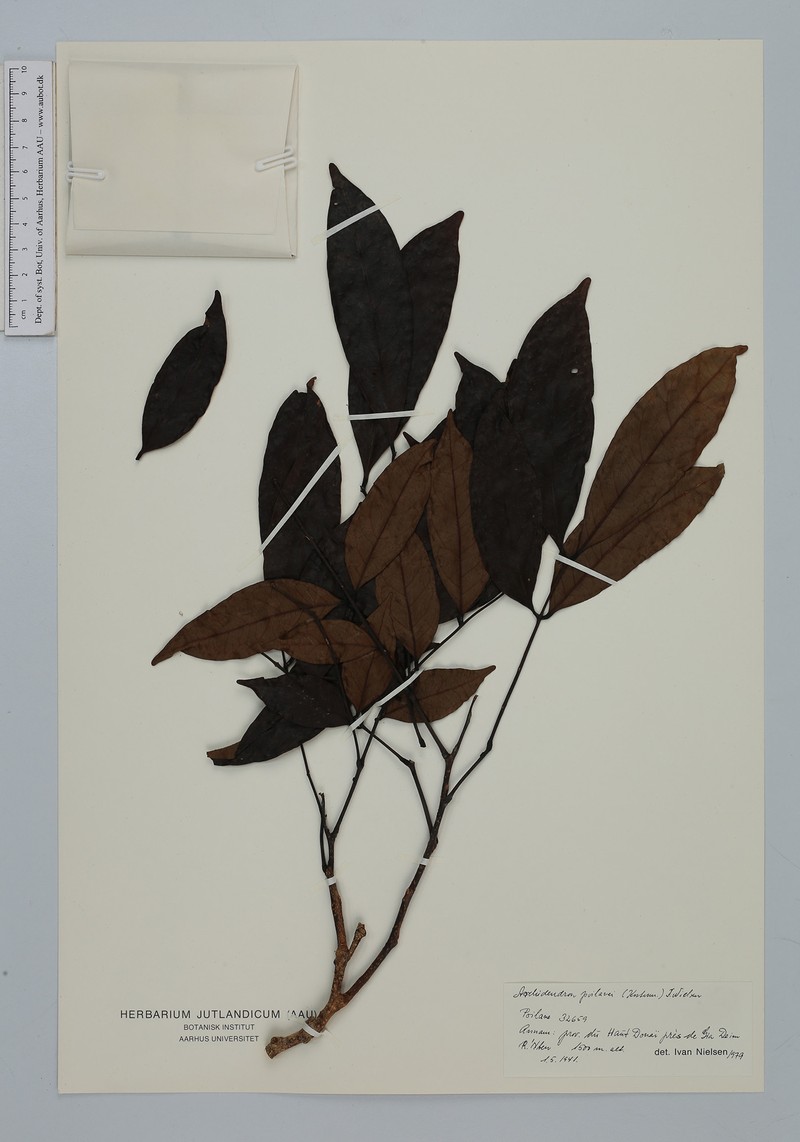 Archidendron poilanei