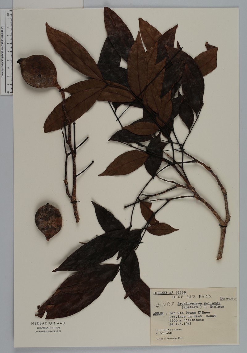 Archidendron poilanei photo 2