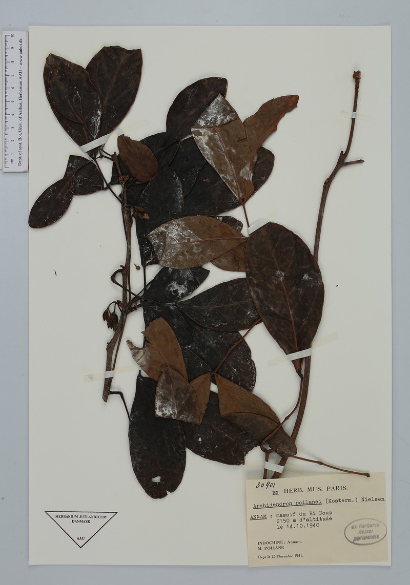 Archidendron poilanei photo 3