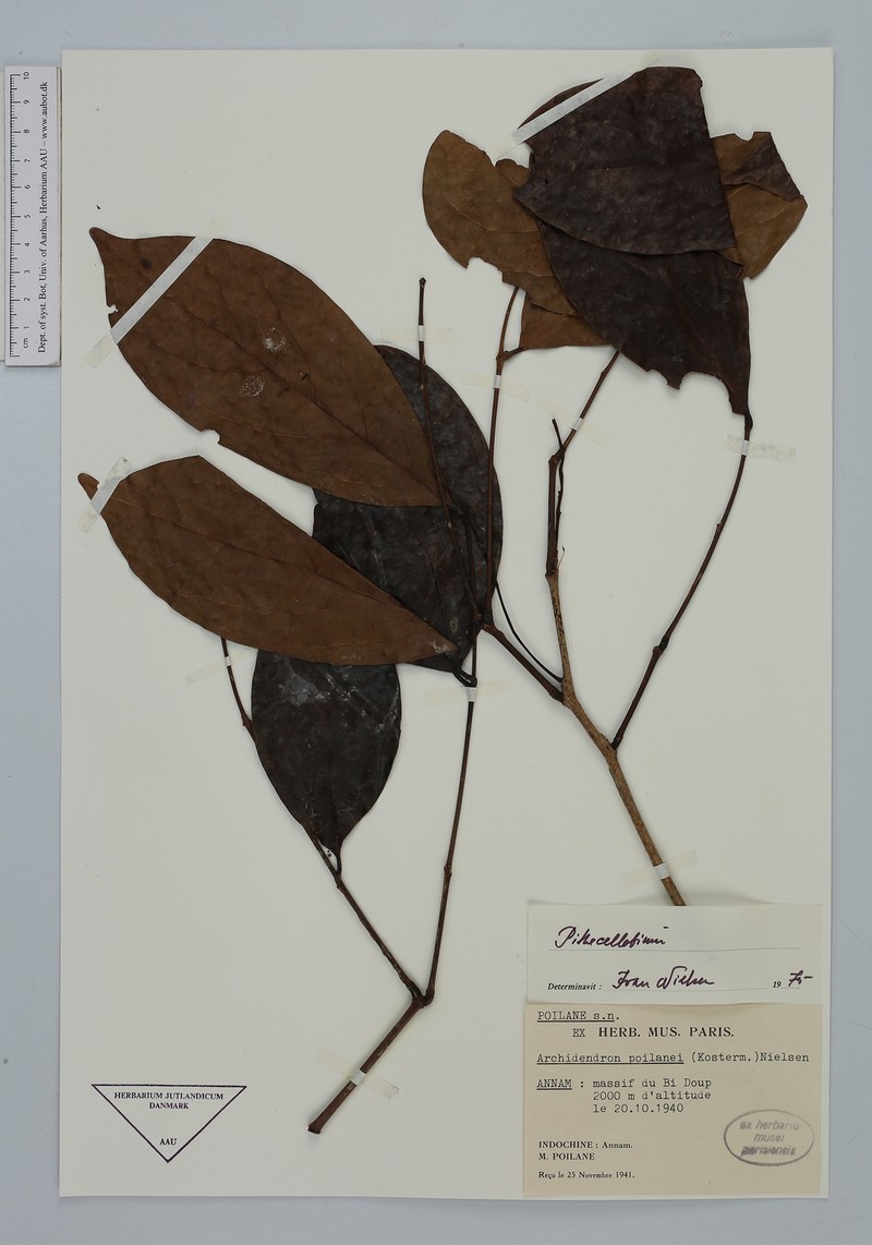 Archidendron poilanei photo 4