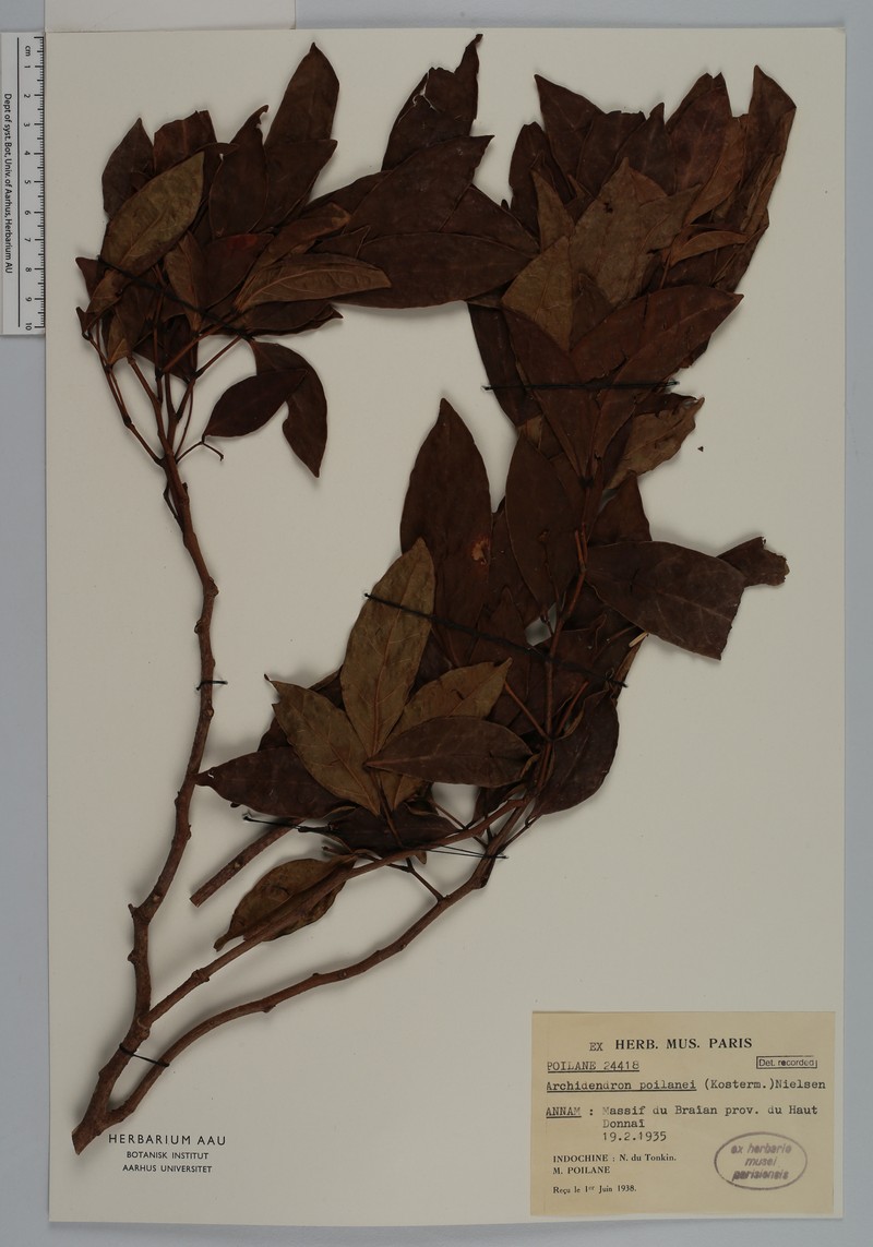 Archidendron poilanei photo 5