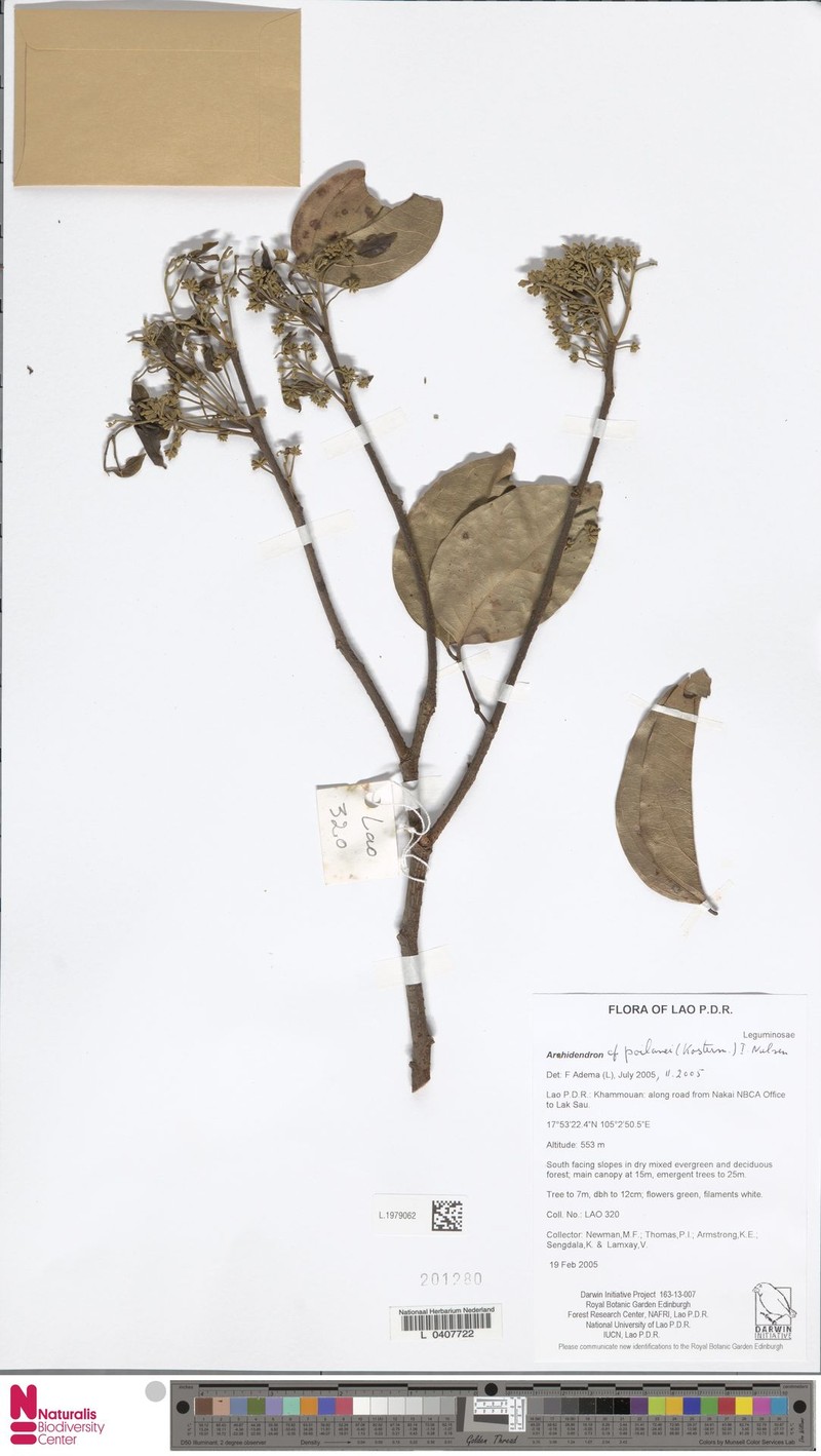 Archidendron poilanei photo 6