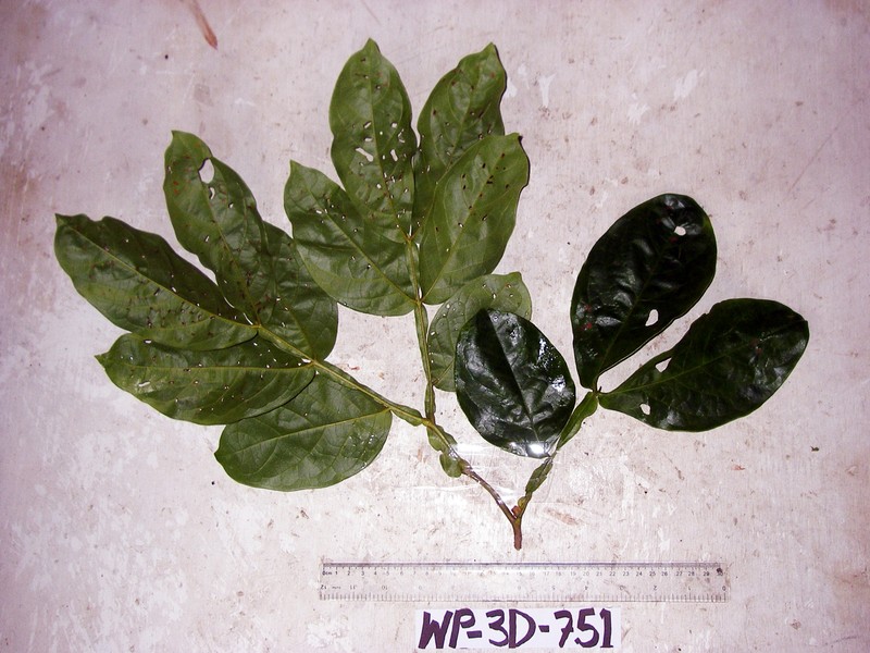 Archidendron ptenopum