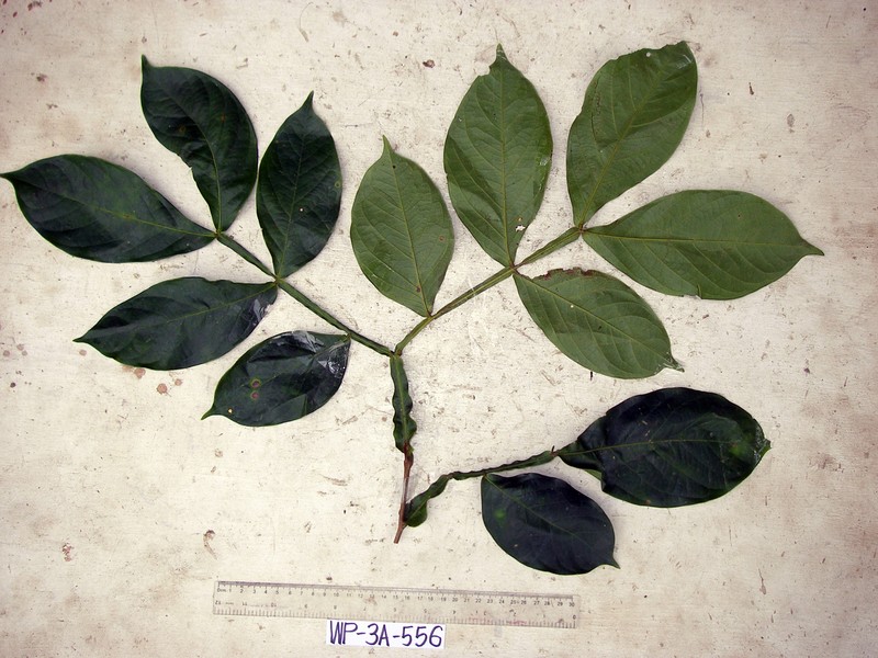 Archidendron ptenopum photo 2