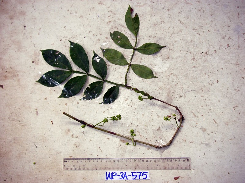 Archidendron ptenopum photo 3