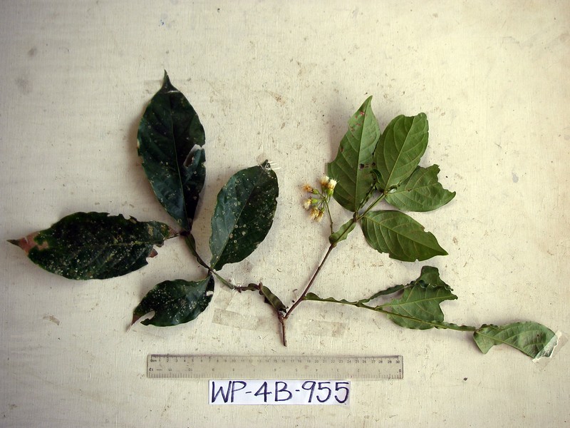 Archidendron ptenopum photo 4