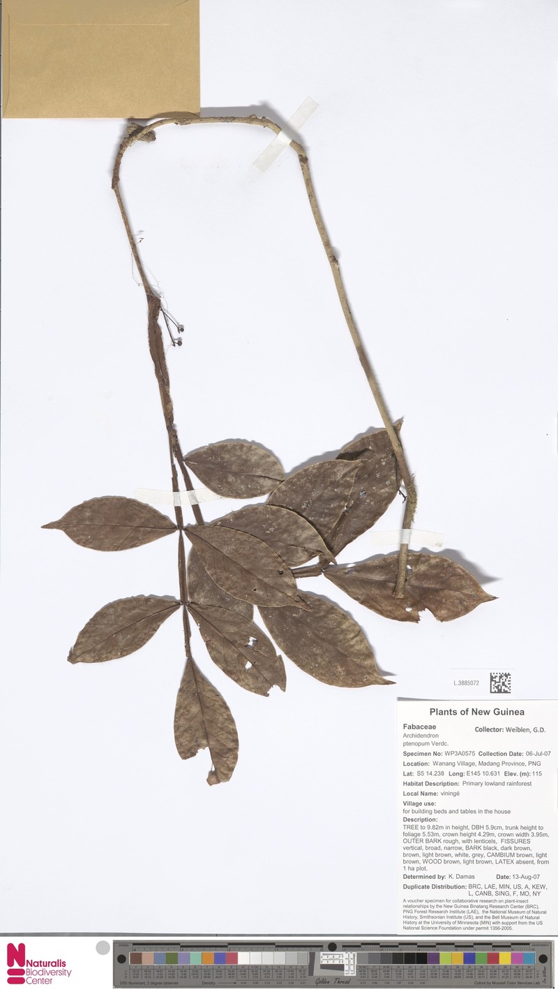 Archidendron ptenopum photo 5
