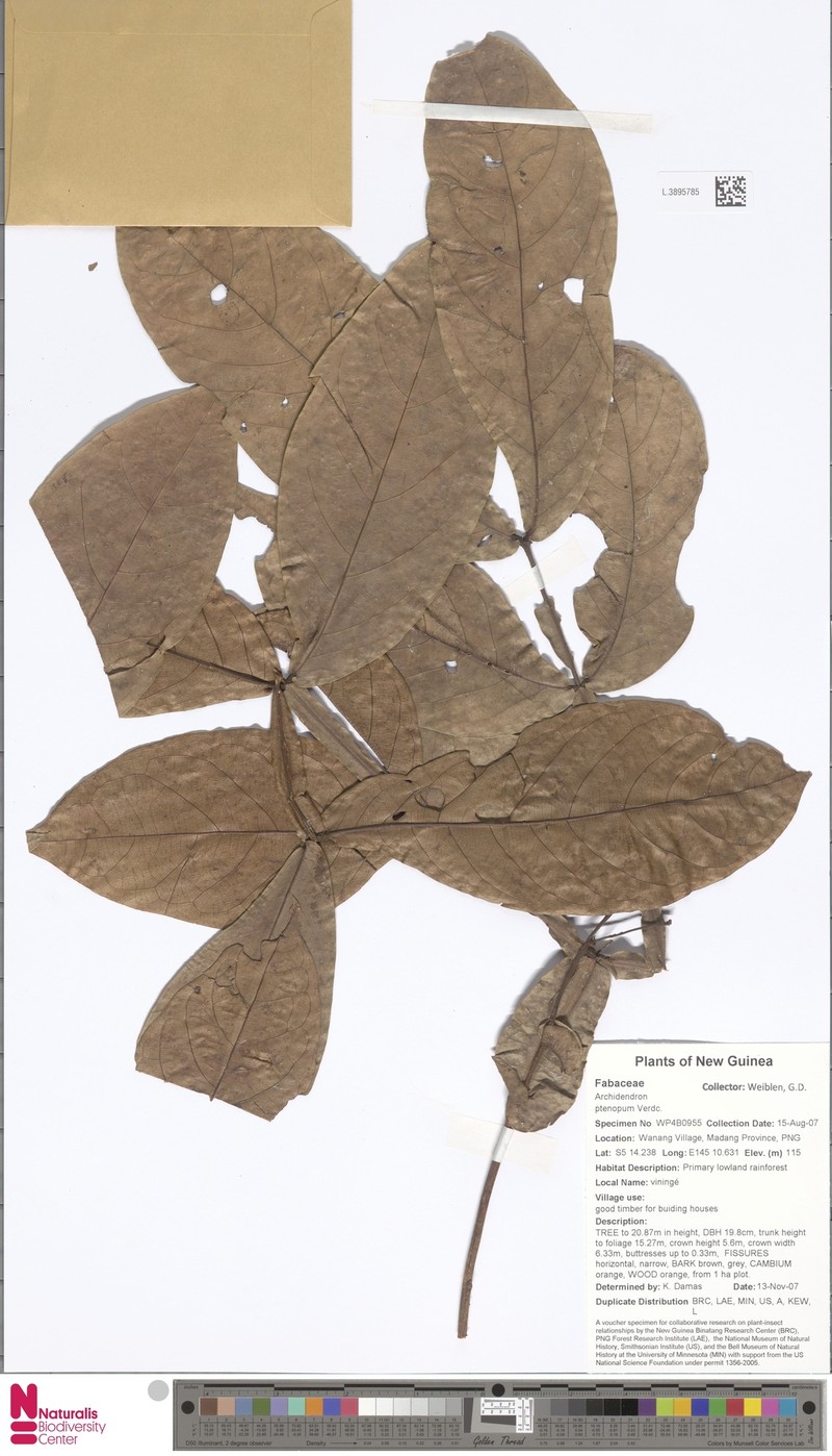 Archidendron ptenopum photo 6