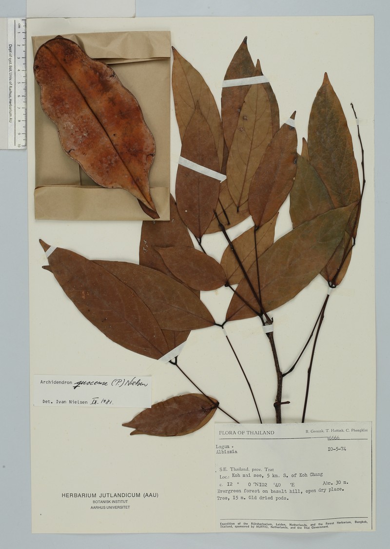 Archidendron quocense