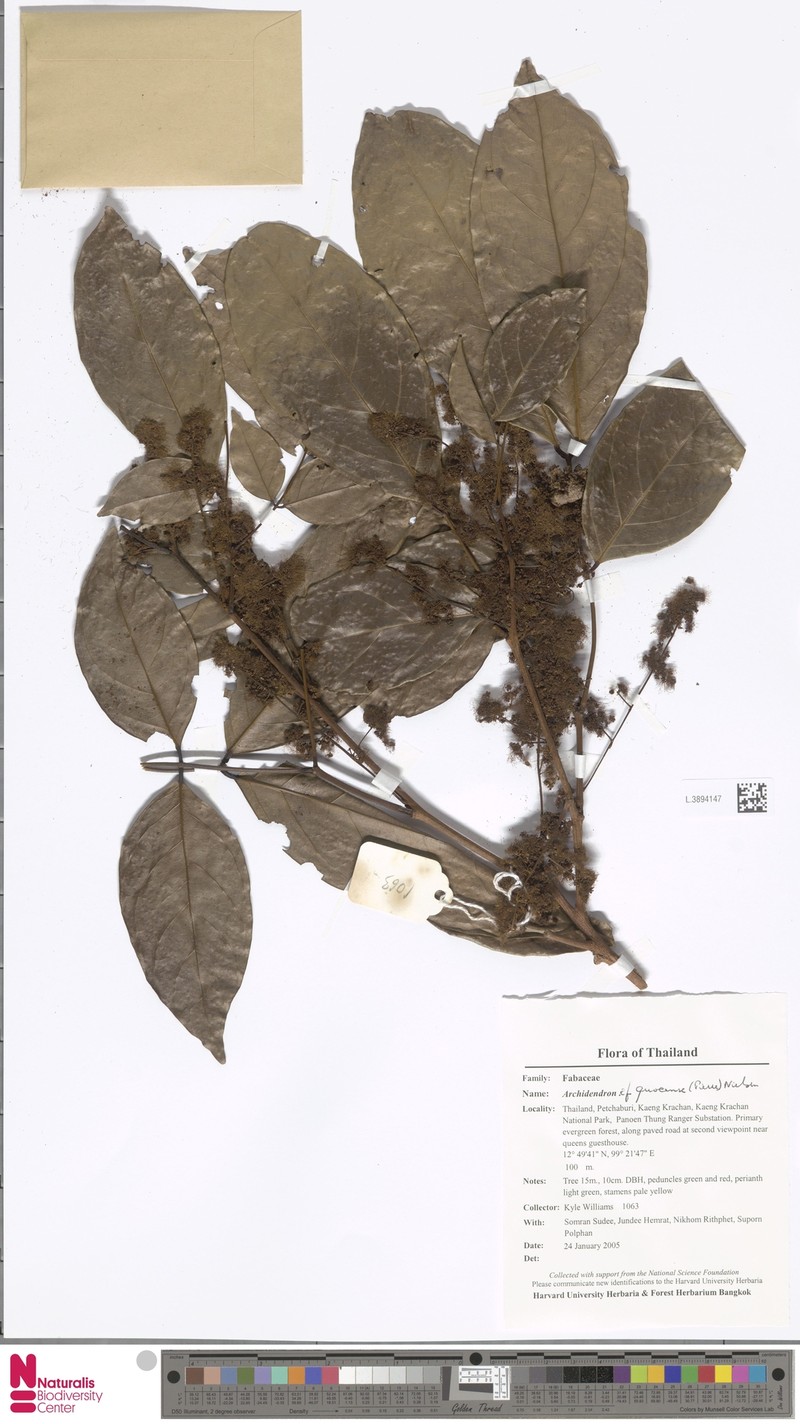 Archidendron quocense photo 4