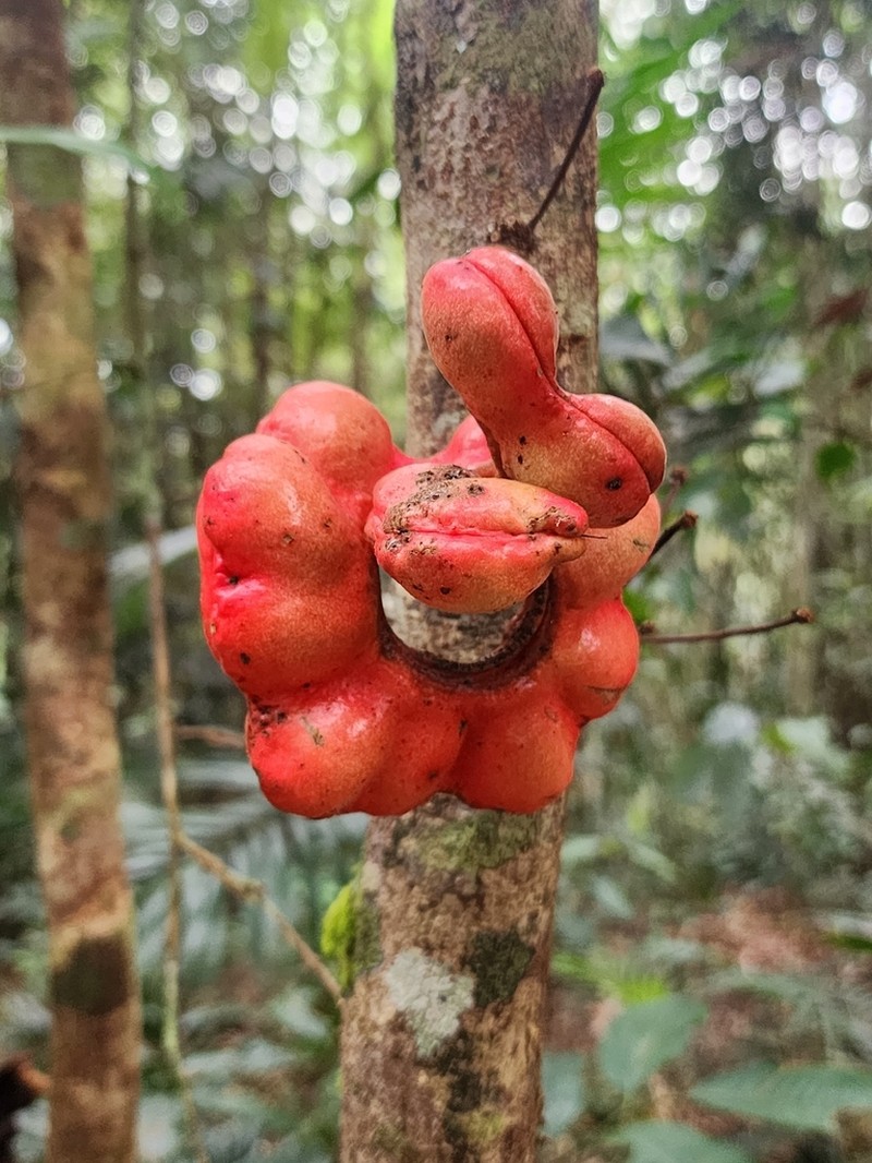 Archidendron ramiflorum