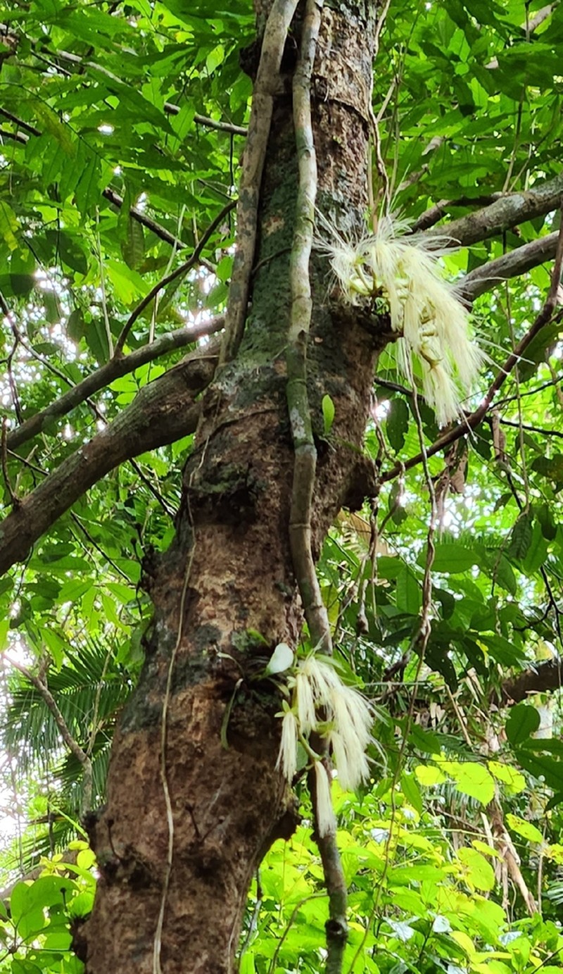 Archidendron ramiflorum photo 2
