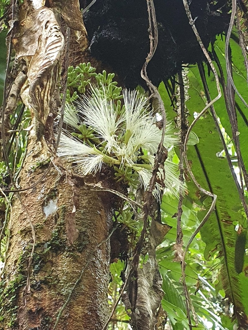 Archidendron ramiflorum photo 3