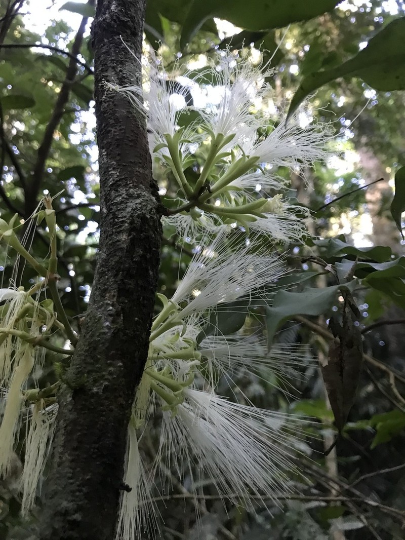 Archidendron ramiflorum photo 4