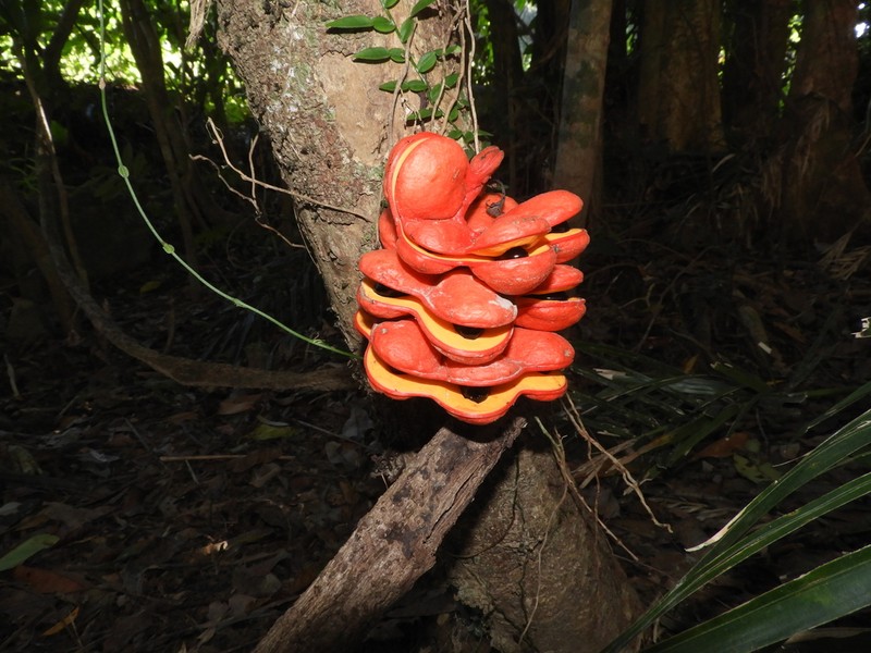 Archidendron ramiflorum photo 5