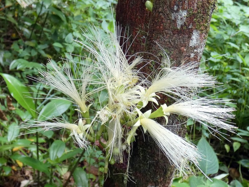 Archidendron ramiflorum photo 6