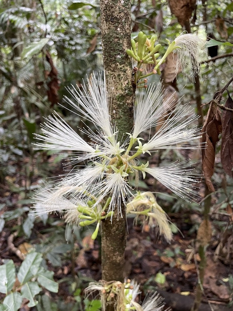 Archidendron ramiflorum photo 7