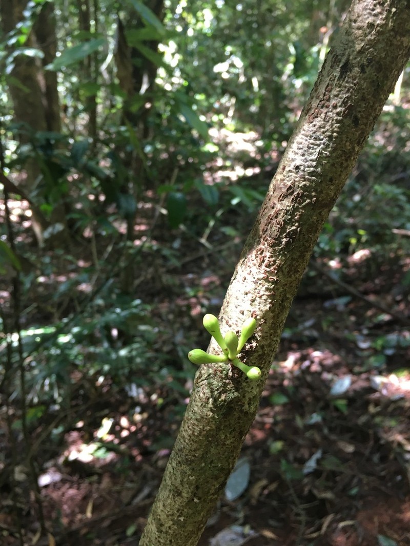 Archidendron ramiflorum photo 8
