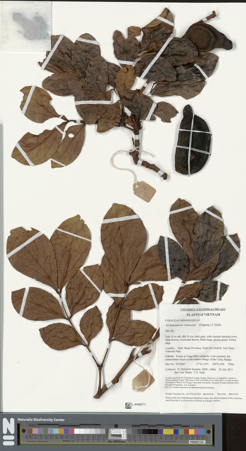 Archidendron robinsonii