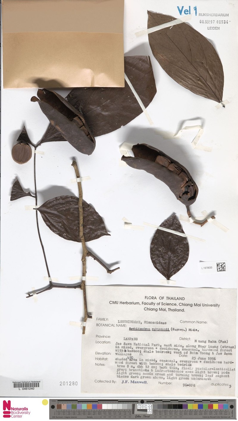 Archidendron robinsonii photo 2