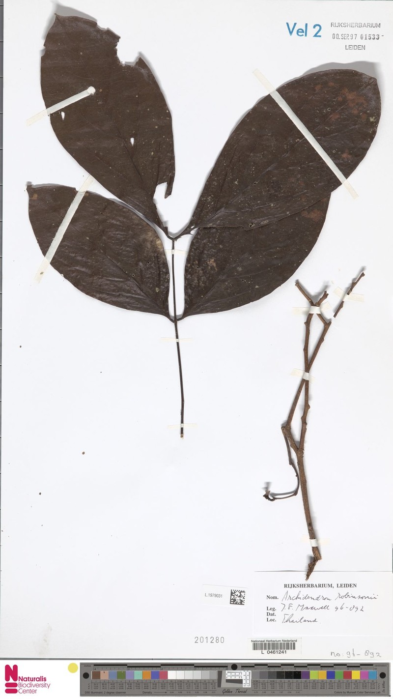 Archidendron robinsonii photo 3