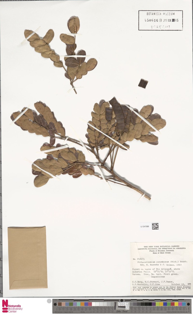 Archidendron robinsonii photo 4