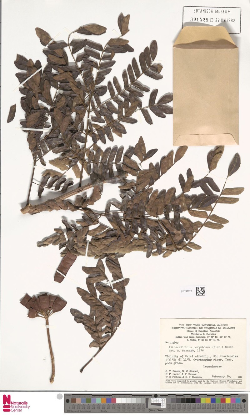 Archidendron robinsonii photo 5