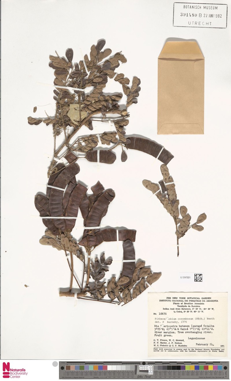 Archidendron robinsonii photo 6