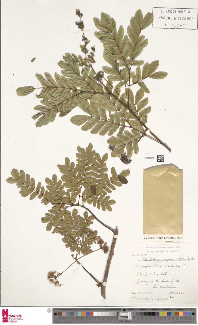 Archidendron robinsonii photo 7