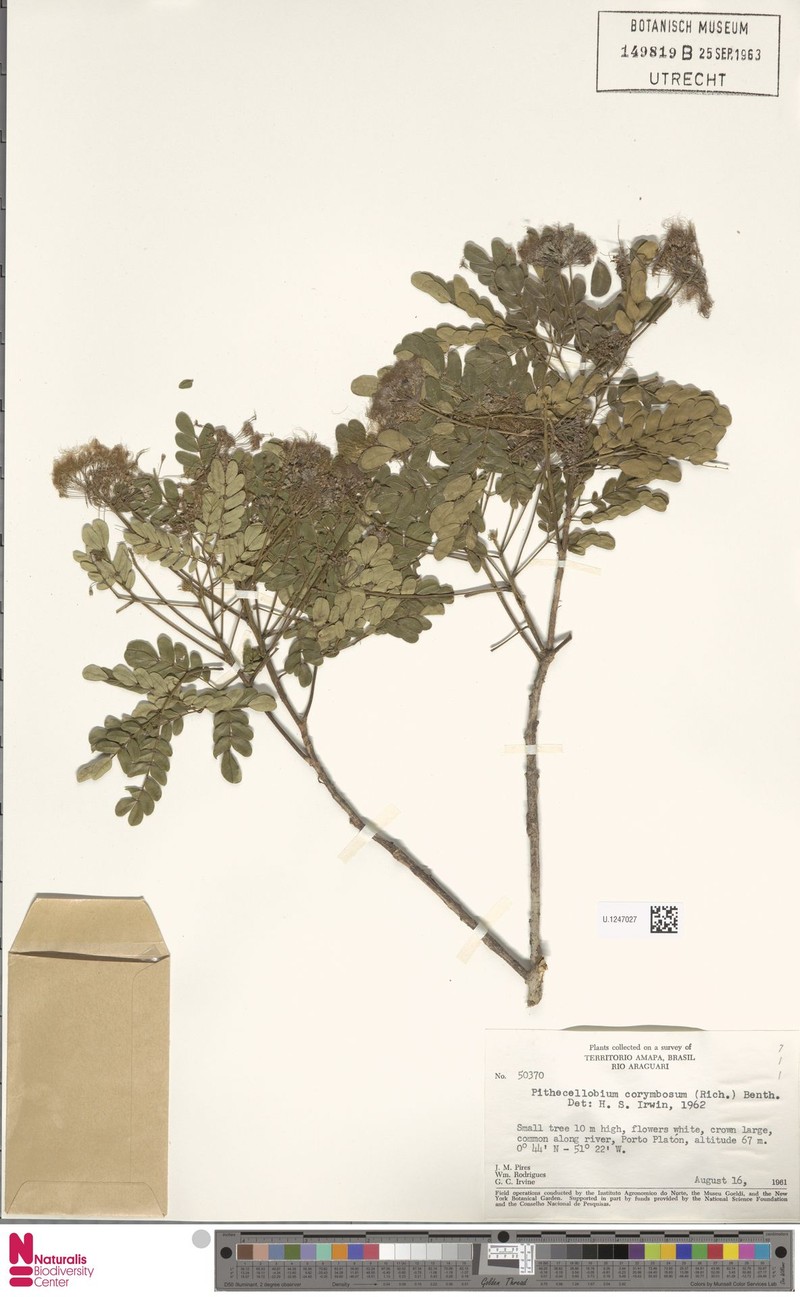 Archidendron robinsonii photo 8