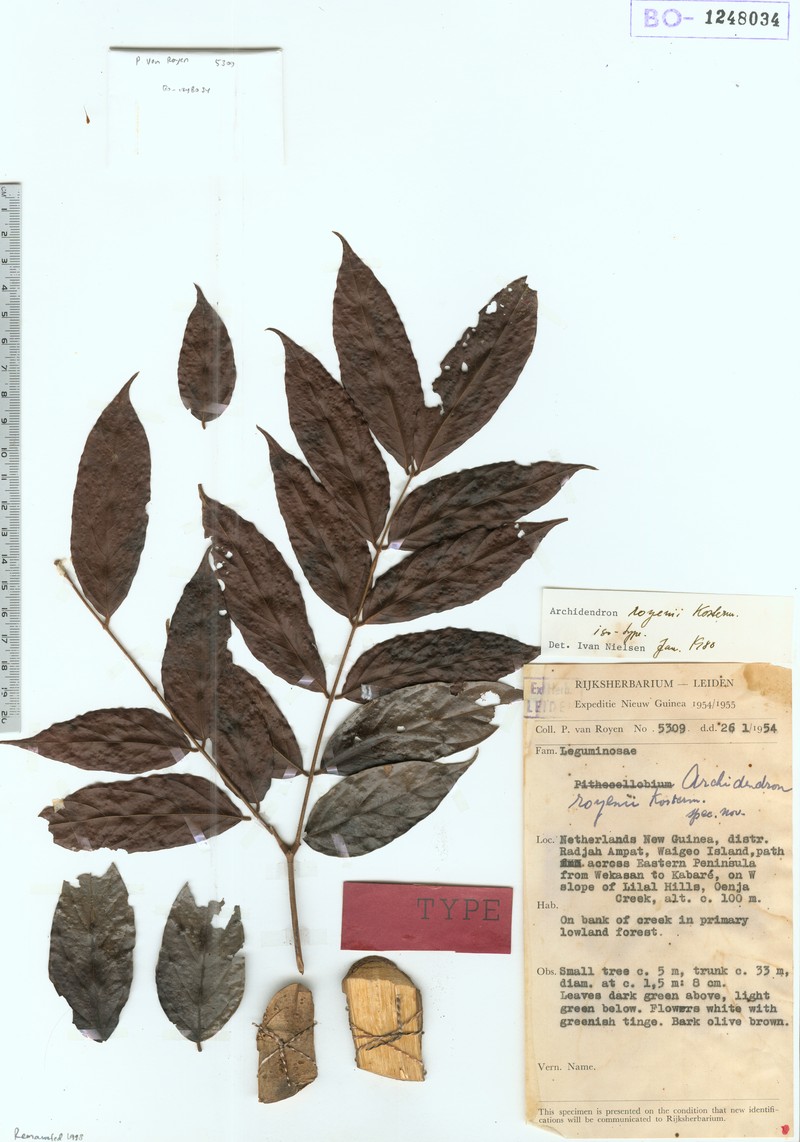 Archidendron royenii