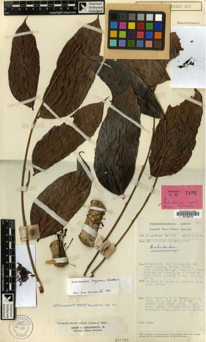 Archidendron royenii photo 2