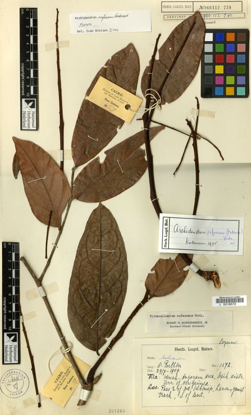 Archidendron rufescens