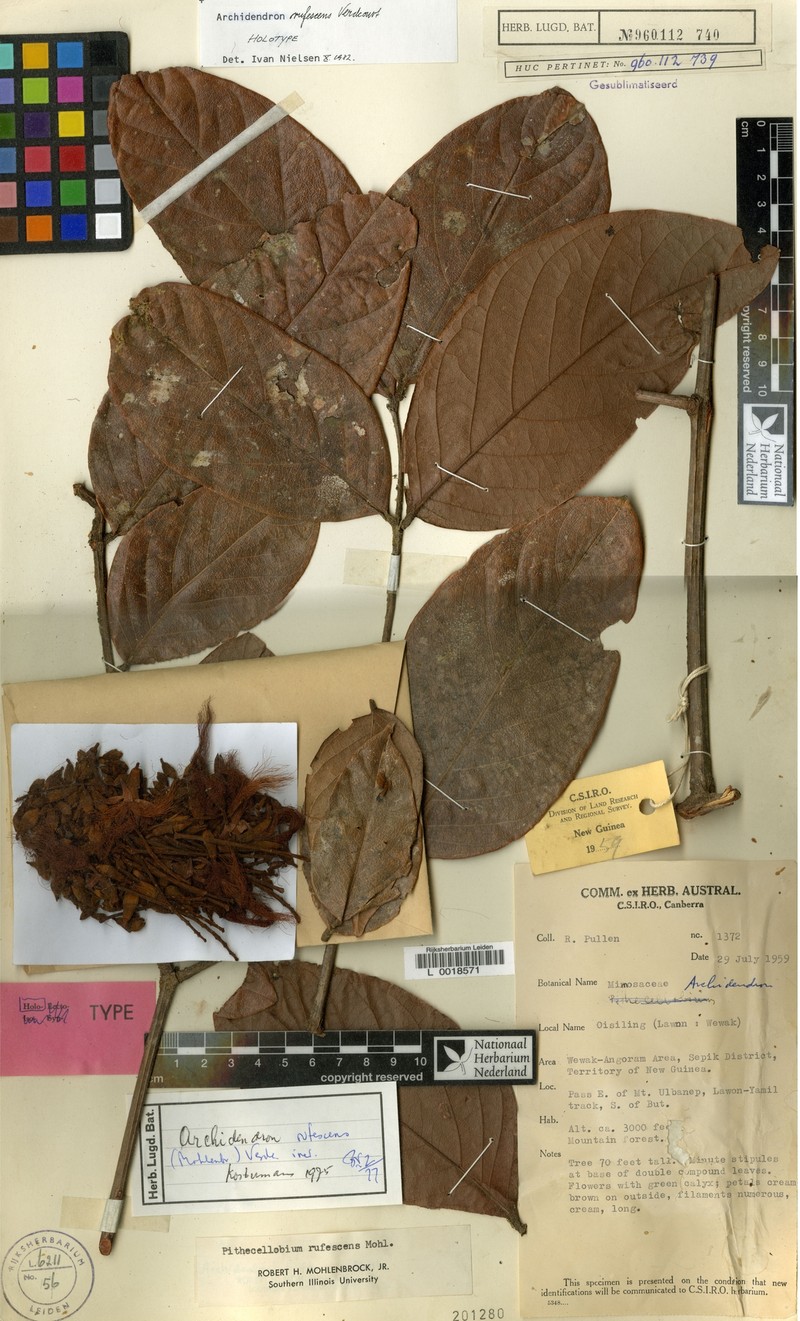 Archidendron rufescens photo 2