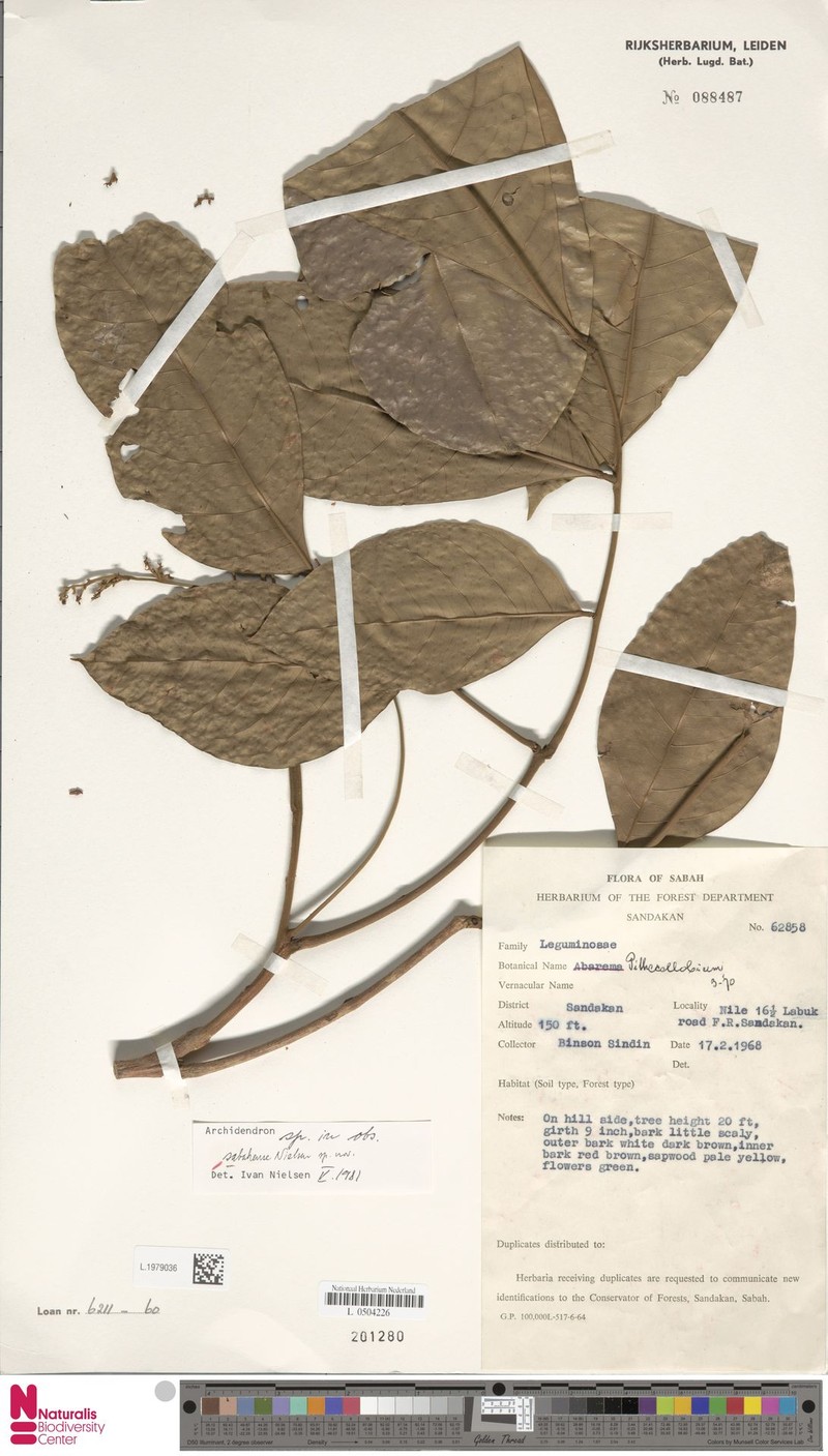 Archidendron sabahense