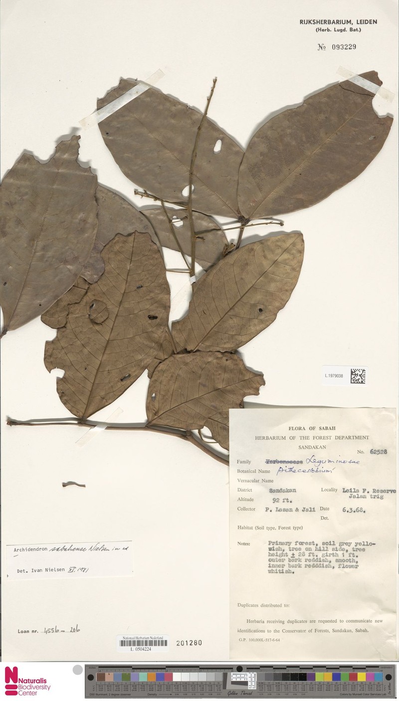Archidendron sabahense photo 2