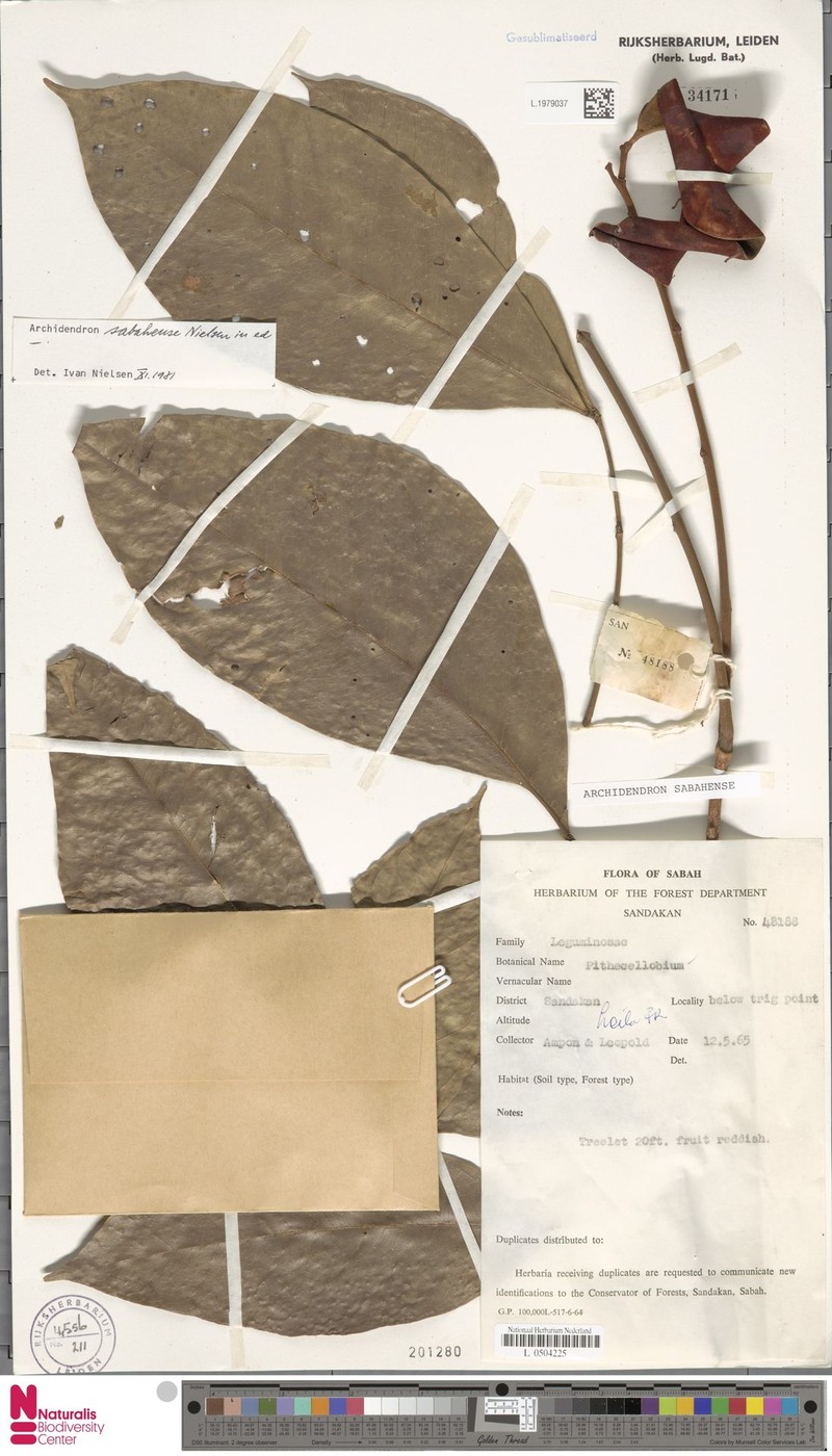 Archidendron sabahense photo 3