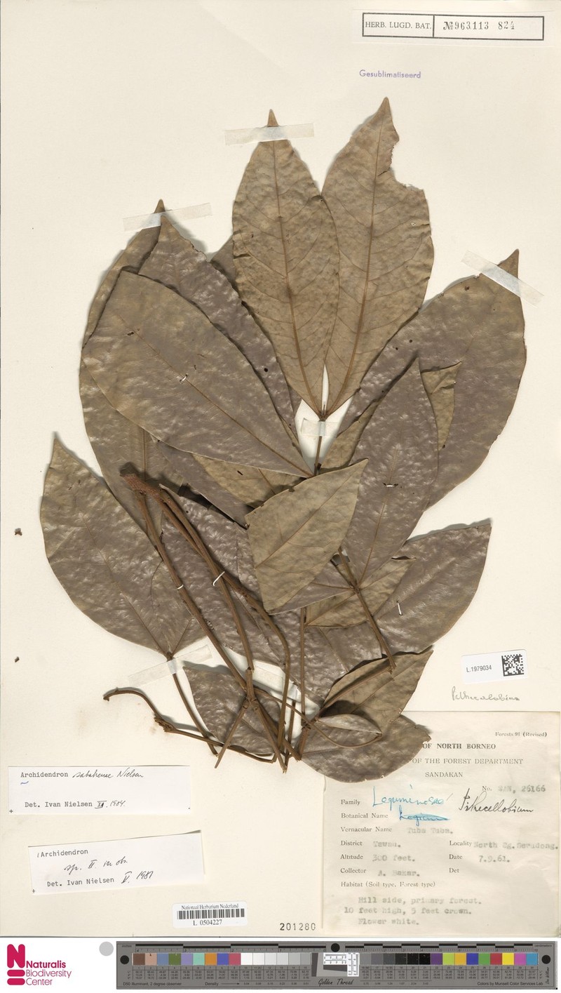 Archidendron sabahense photo 4