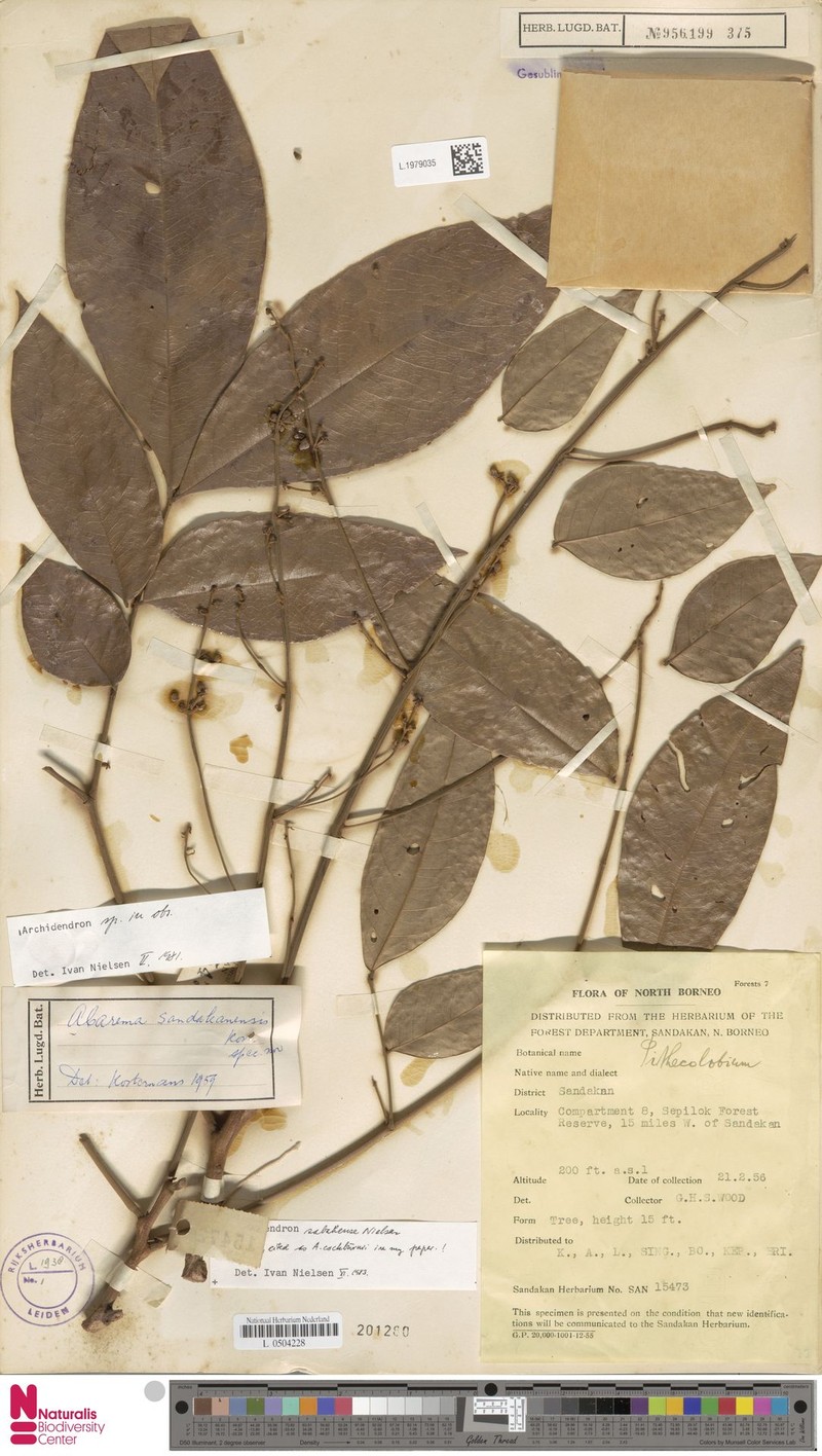 Archidendron sabahense photo 5
