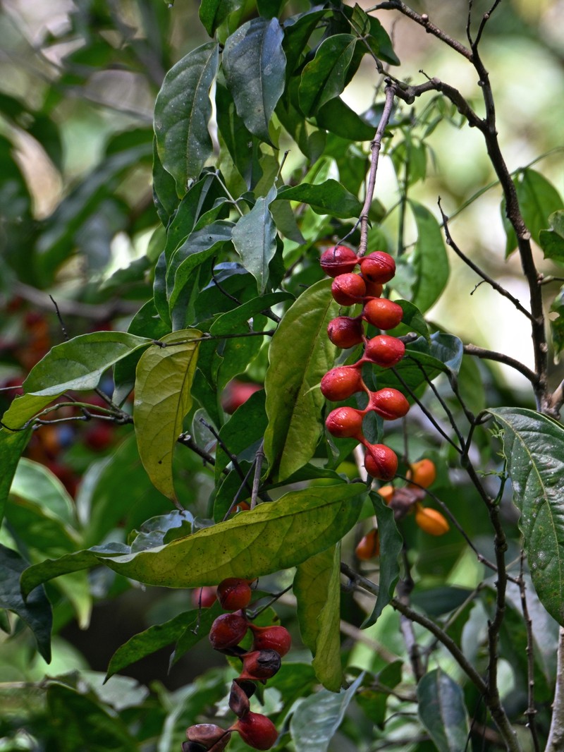 Archidendron scutiferum photo 2